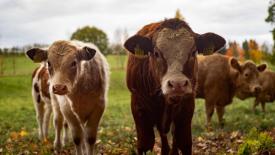 В КазГАУ определили влияние адаптивности скота на продуктивность 
